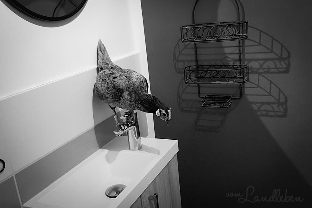 Unsere Hühner - Lilly