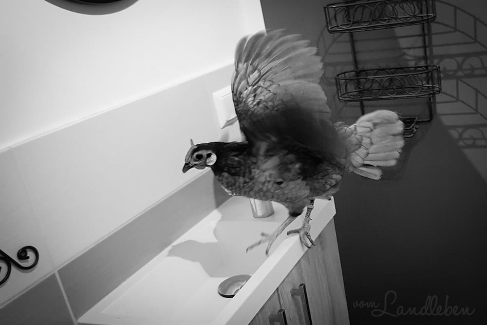 Unsere Hühner - Lilly