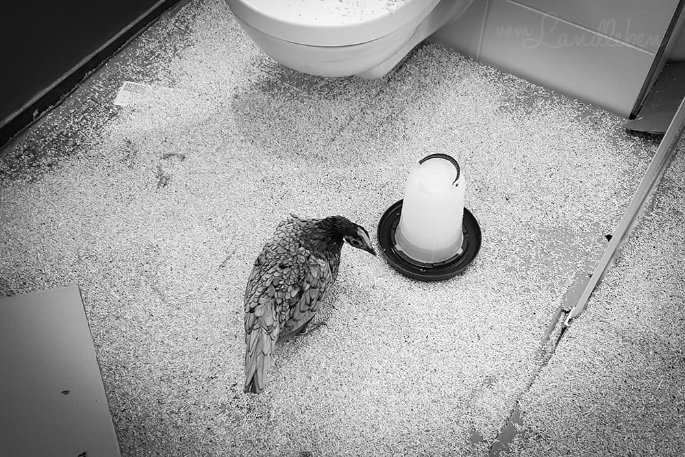 Unsere Hühner - Lilly