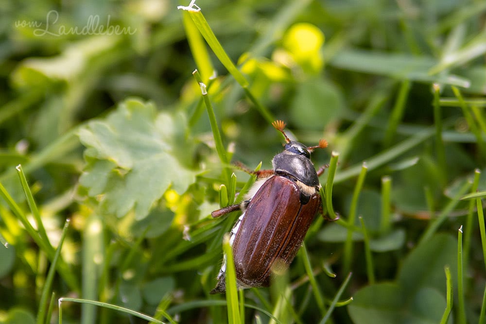 Maikäfer