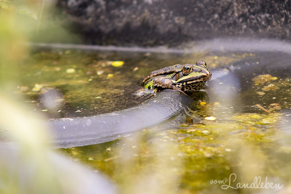 Teichfrosch