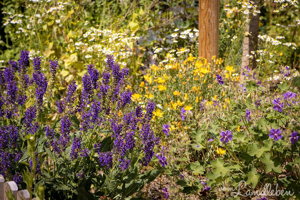 Vorgarten im Mai 2020