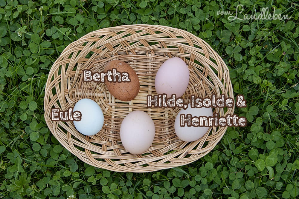 Die Eier von unseren Hühnern