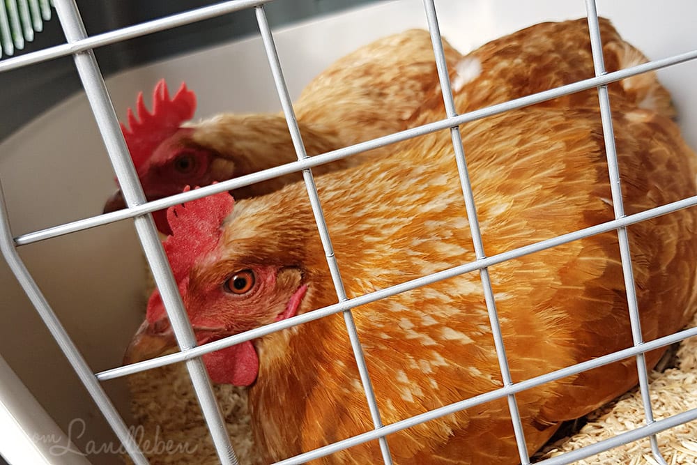 Hühner in der Transportbox
