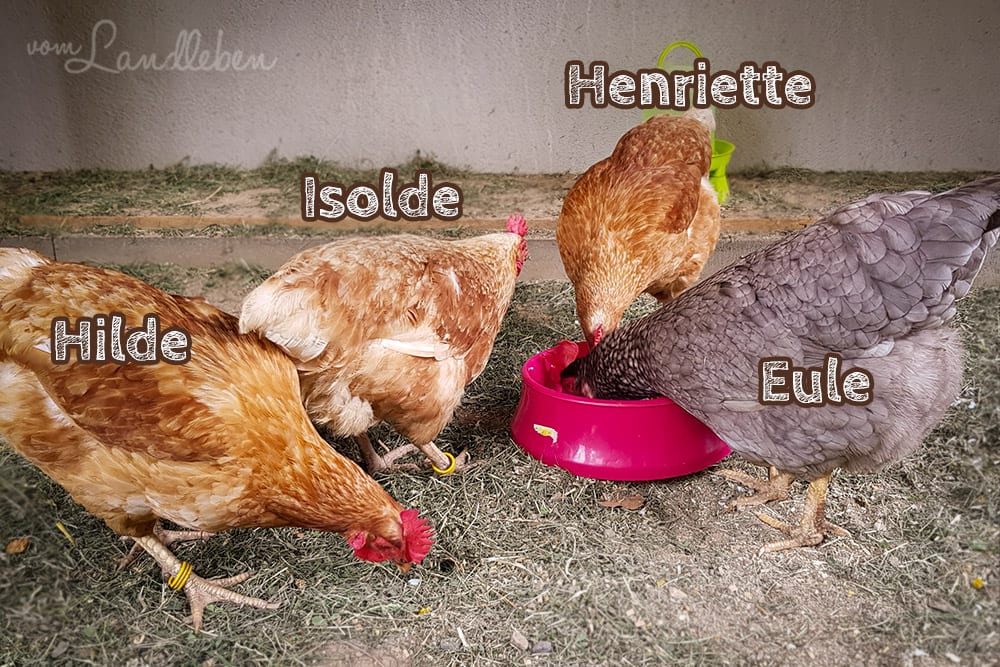 Unsere Hühner