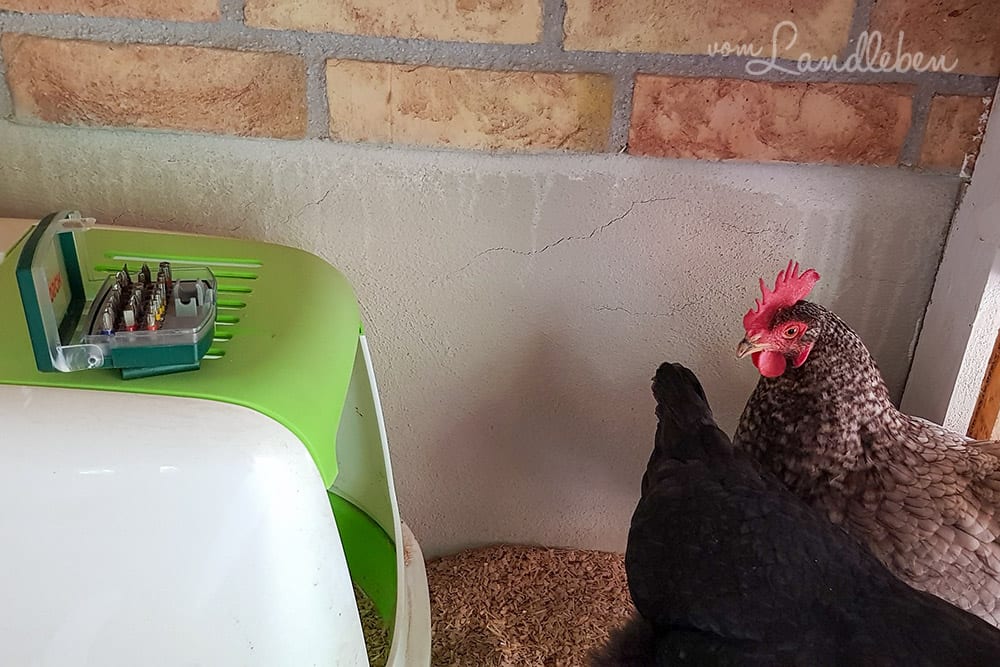 Umbau im Hühnerstall