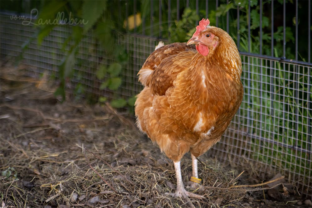 Unser Huhn Henriette (Coffee)