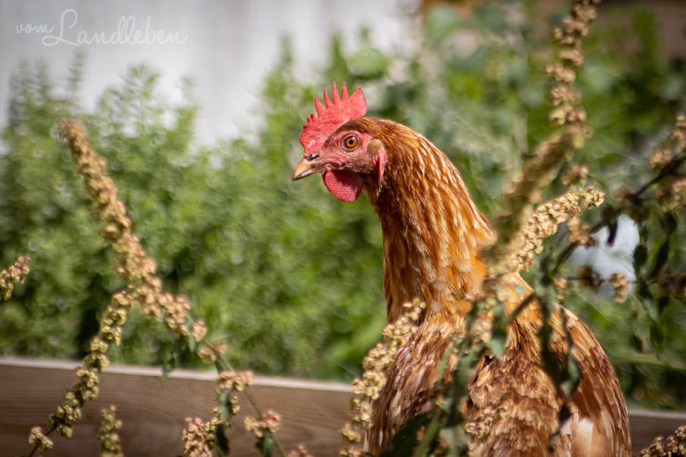 Unser Huhn Hilde (Coffee)