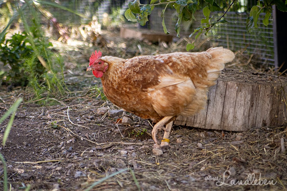 Unser Huhn Isolde (Coffee)