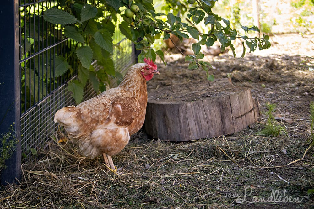 Unser Huhn Isolde (Coffee)