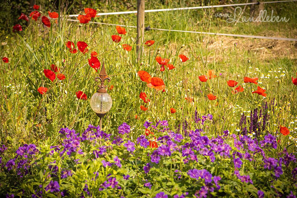 Klatschmohn und Storchenschnabel