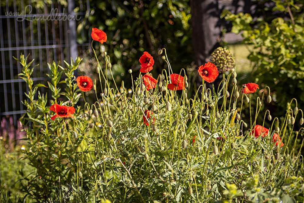 Blühender Klatschmohn