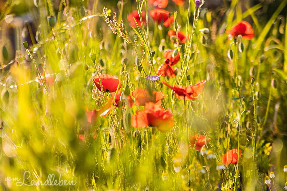 Klatschmohn
