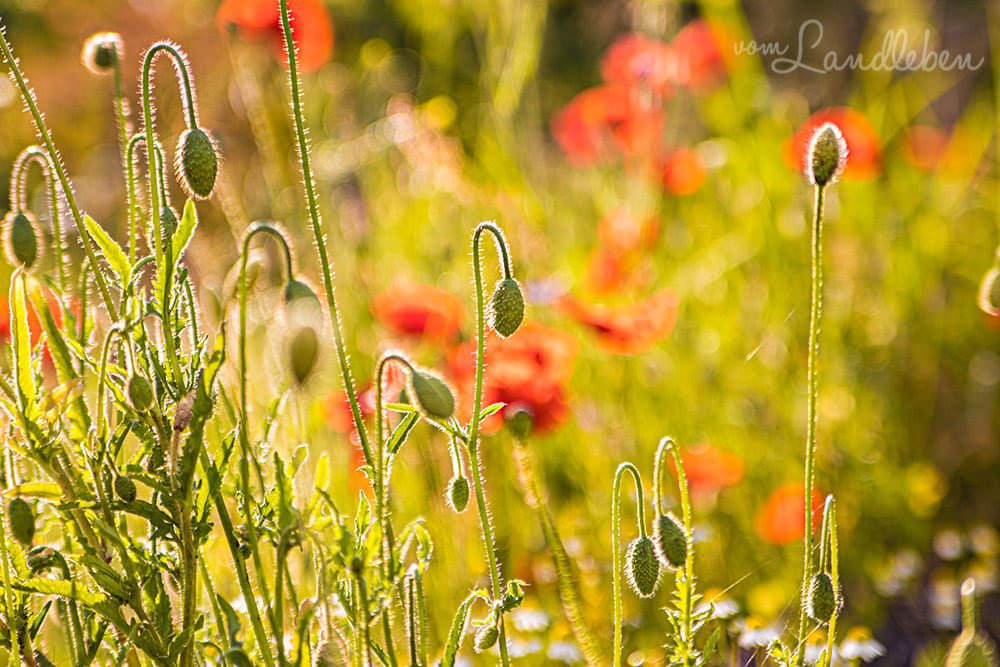 Klatschmohn