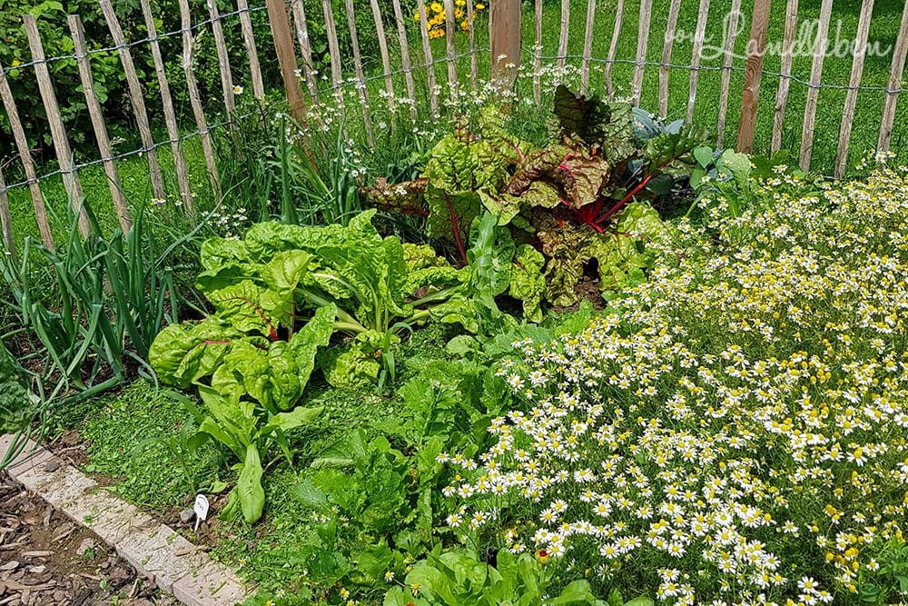 Bauerngarten im Juni 2020