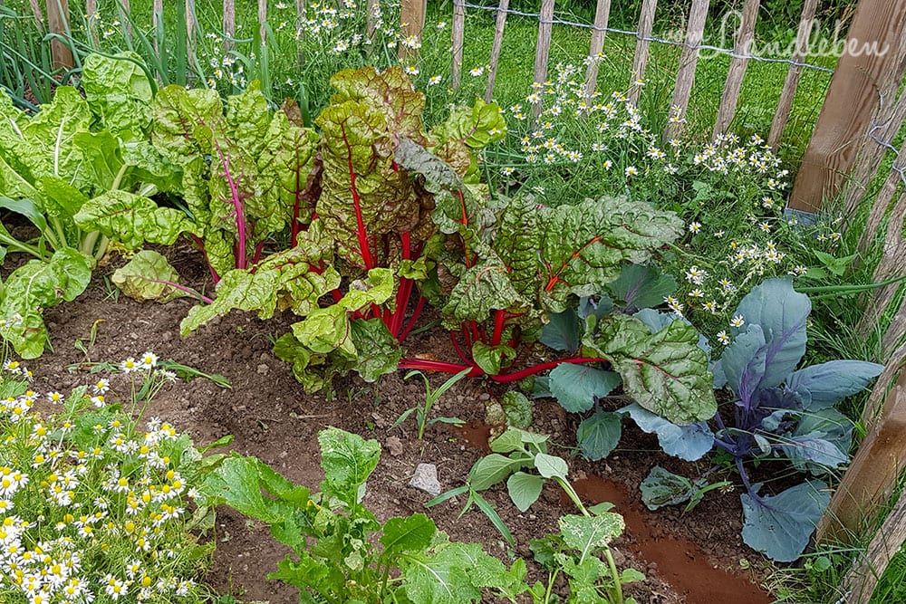 Bauerngarten im Juni 2020