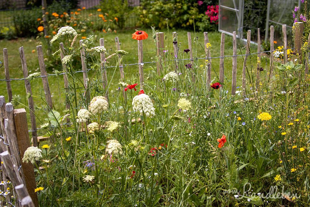 Blumen im Bauerngarten