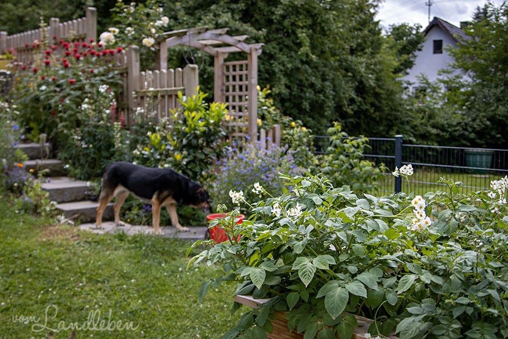 Hinten im Garten - Juni 2020