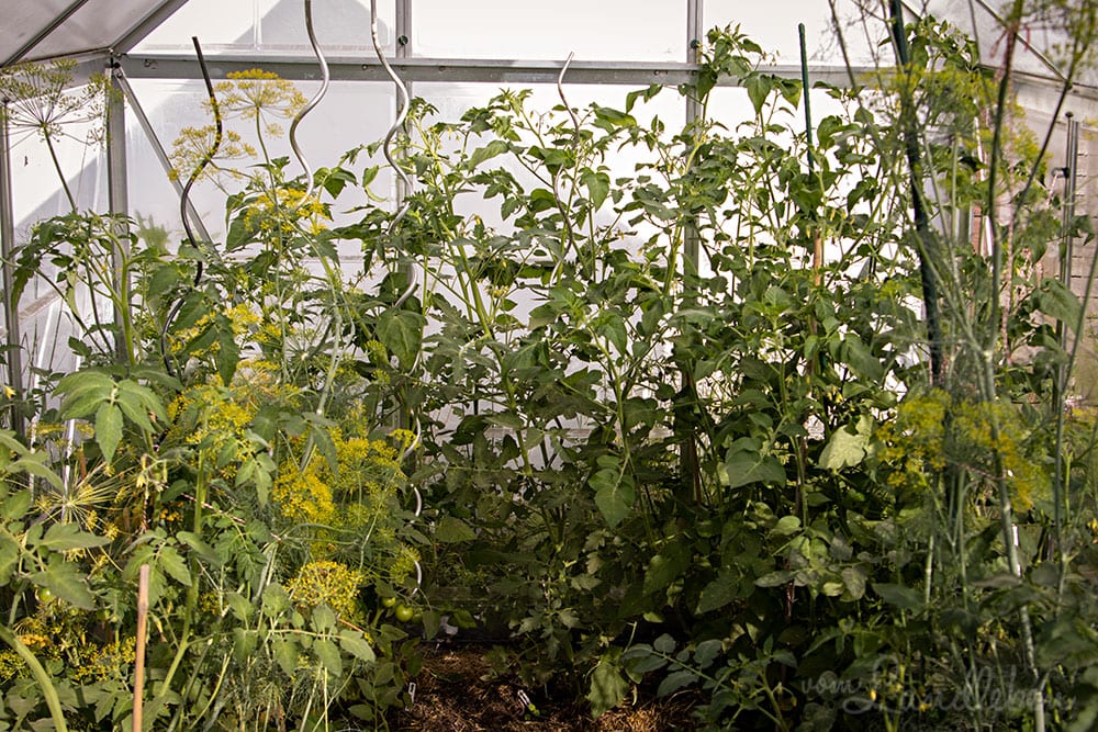 Gewächshaus im Juni 2020
