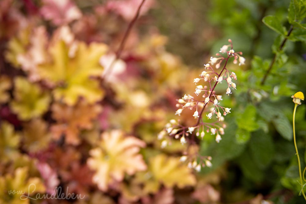 Heuchera
