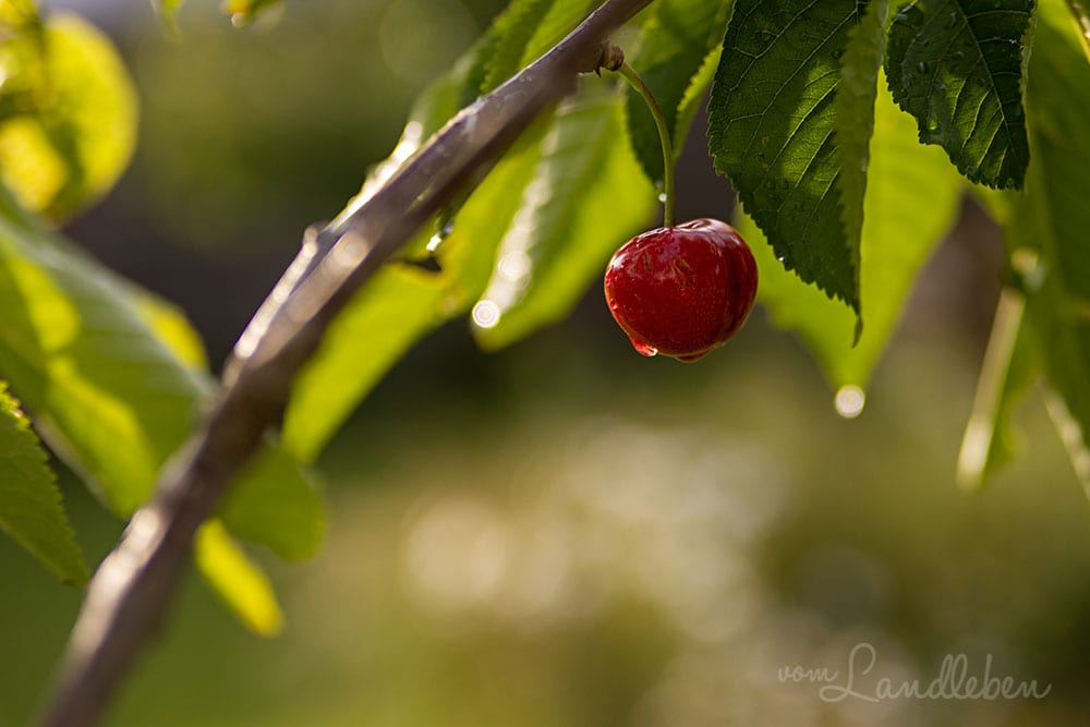 Kirsche