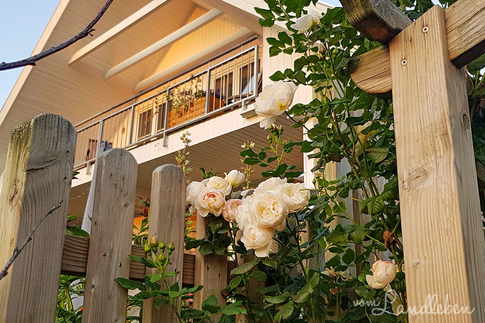 Kletterrose Uetersener Klosterrose