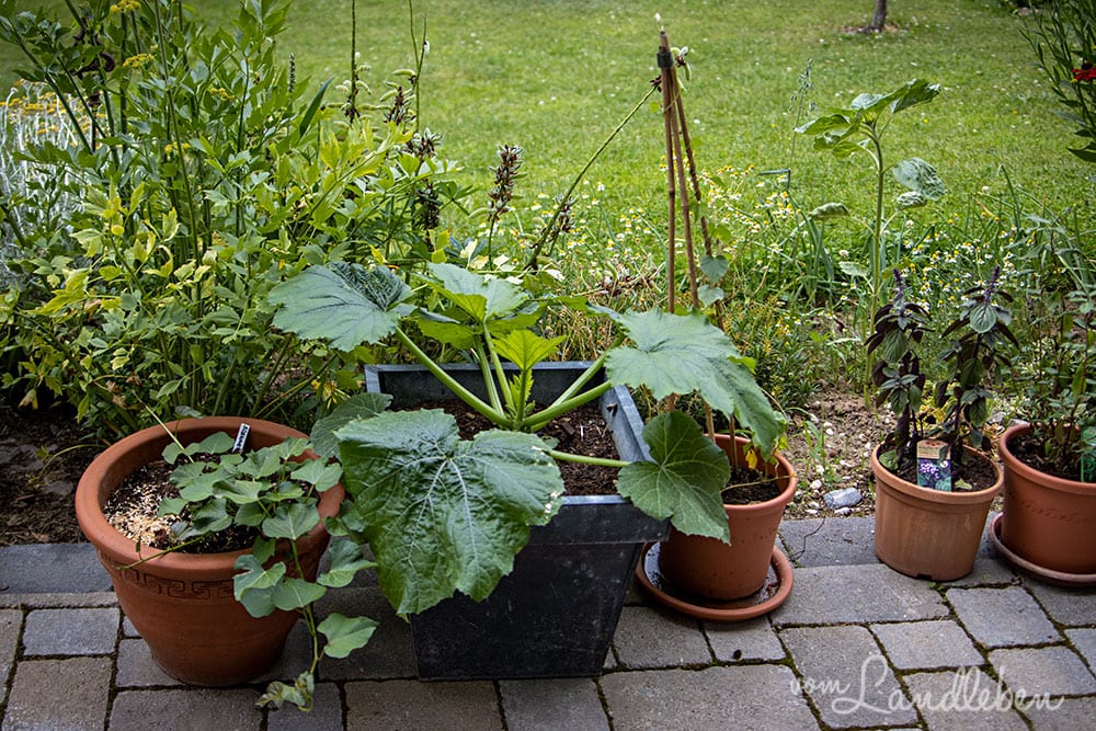 Kübel auf der Terrasse