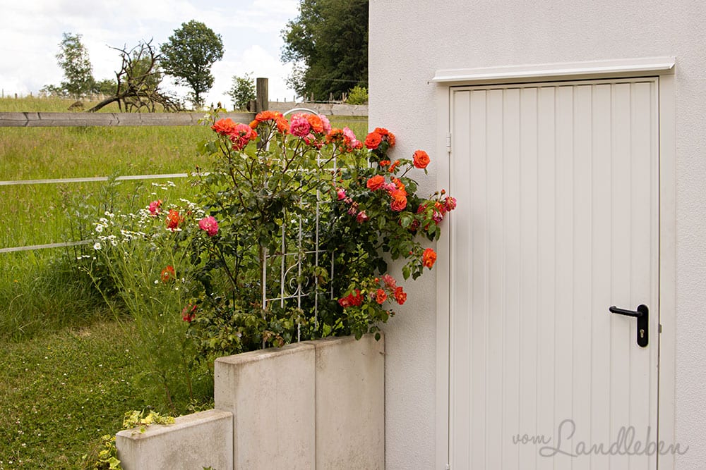 Rose "Gebrüder Grimm"