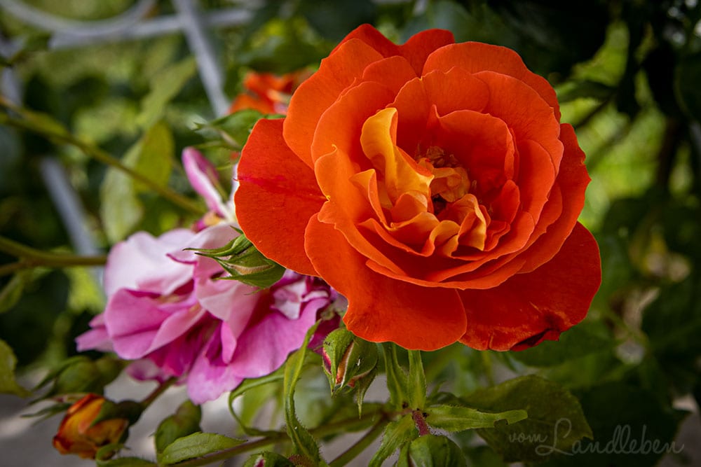 Rose "Gebrüder Grimm"