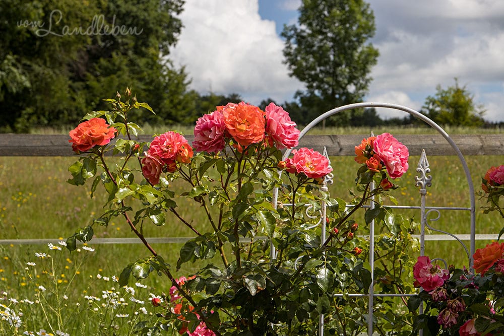 Rose "Gebrüder Grimm"