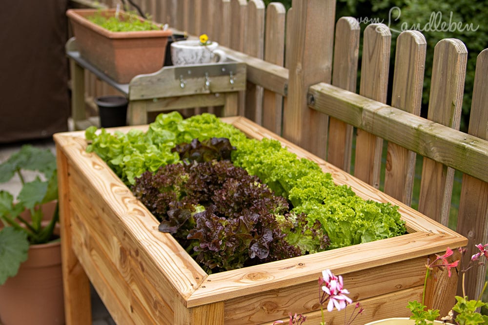 Salat im Hochbeet