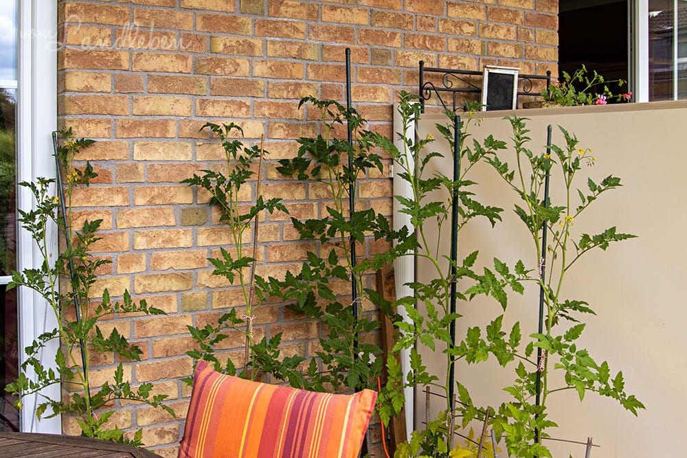 Tomaten im Juni 2020