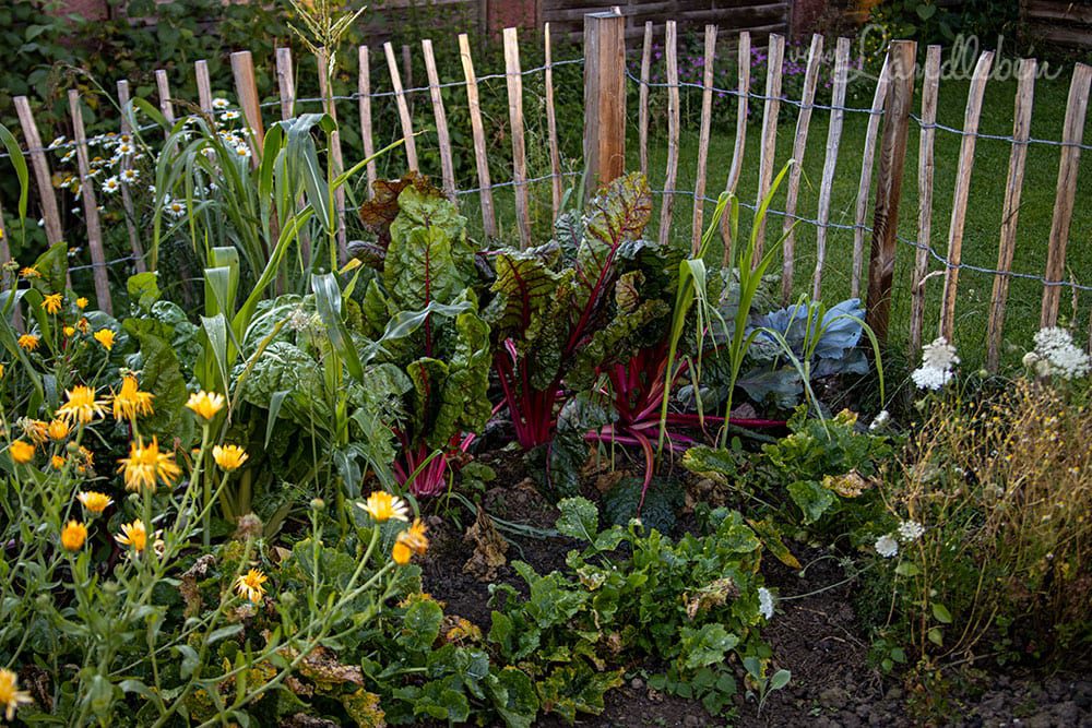 Bauerngarten im Juli 2020