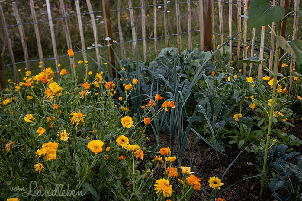 Bauerngarten im Juli 2020