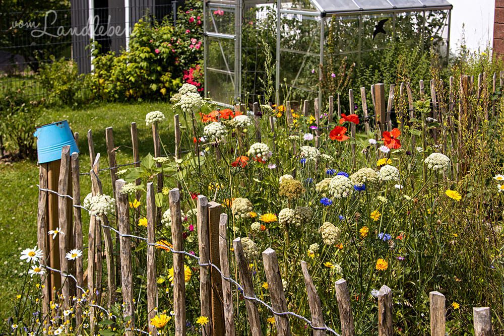Bienenweide im Bauerngarten
