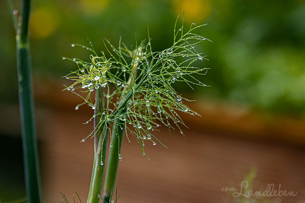 Fenchel
