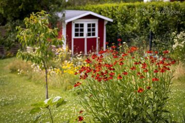 Garten im Juli 2020