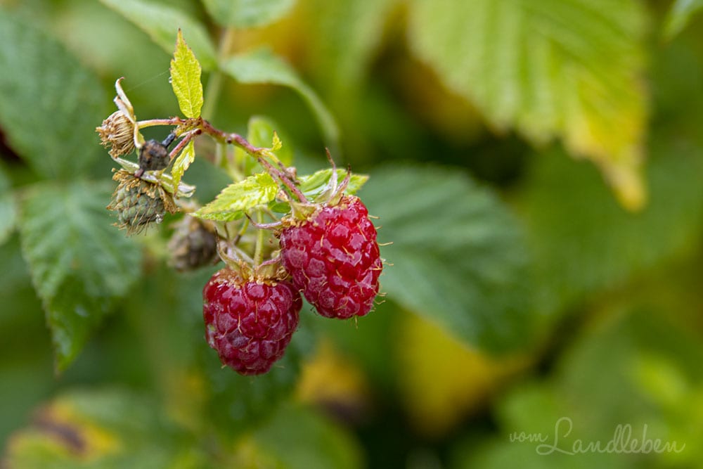 Himbeeren