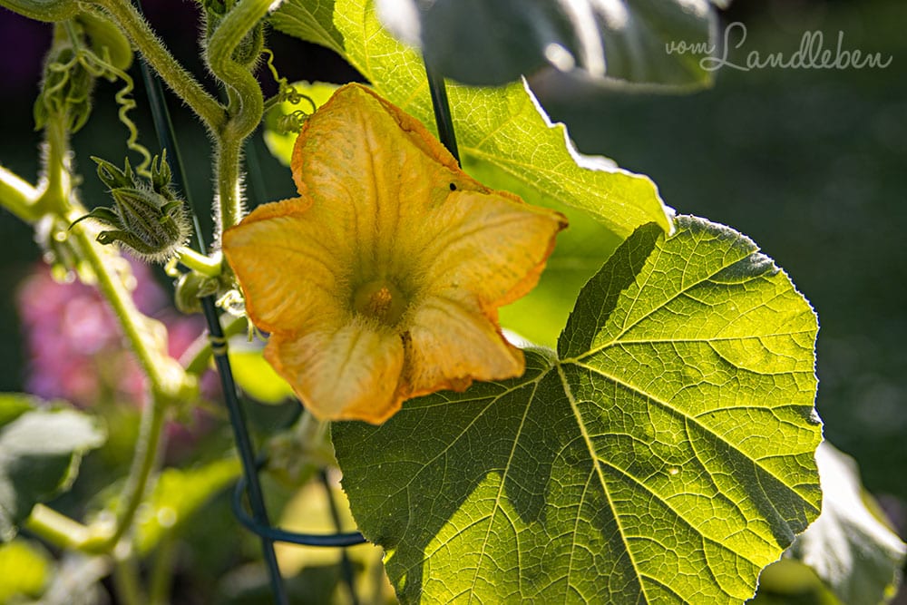 Kürbis-Blüte