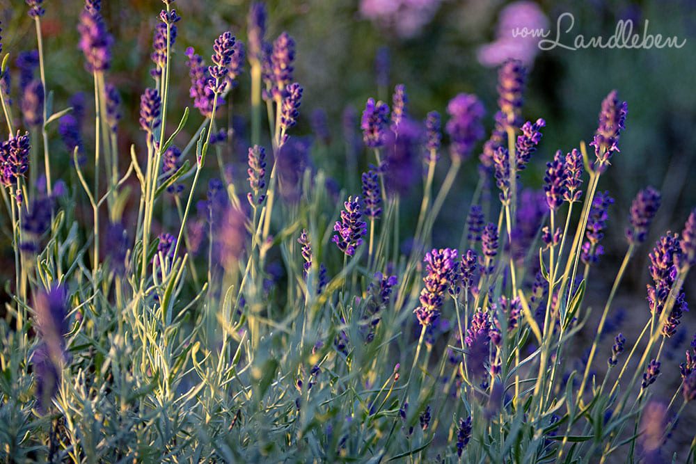 Lavendel