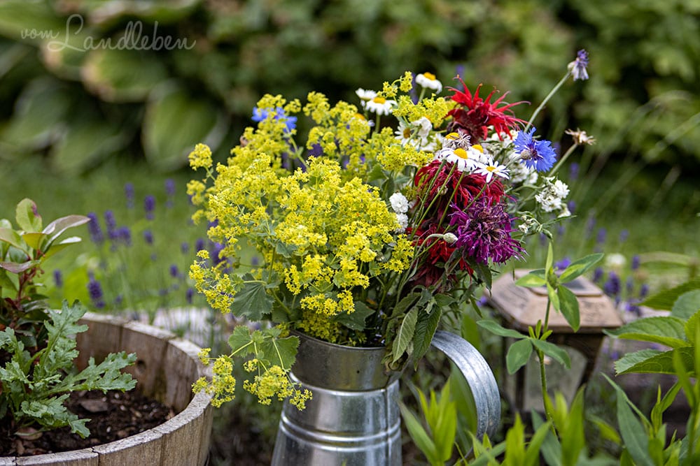 Mittelgarten im Juli 2020