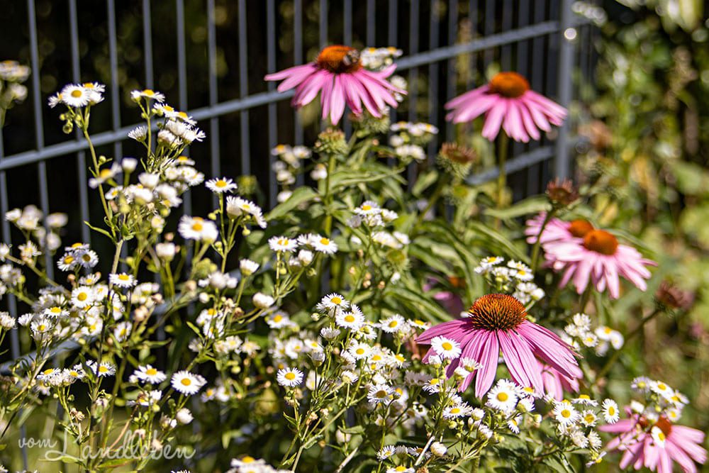 Berufkraut und Purpur-Sonnenhut