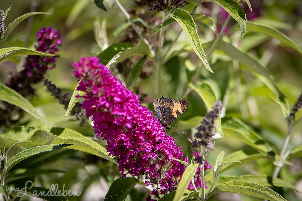 Schmetterling am Sommerflieder