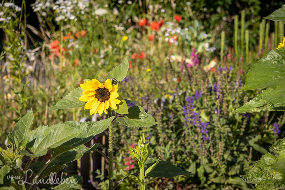 Vorgarten im Juli 2020