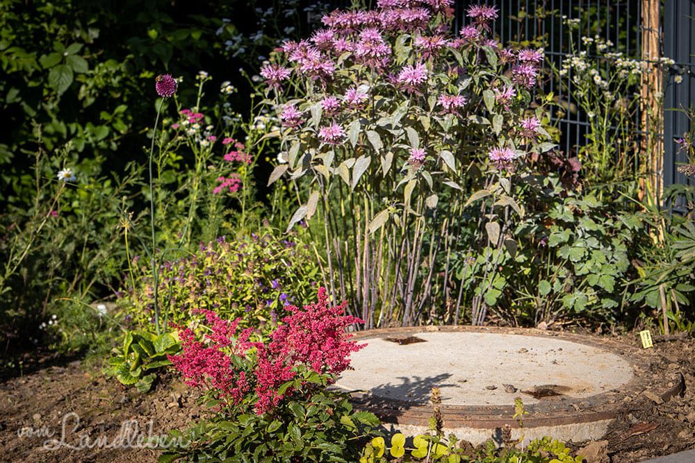 Vorgarten im Juli 2020