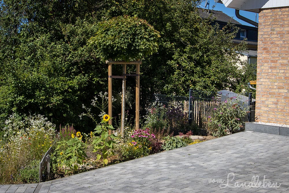 Vorgarten im Juli 2020