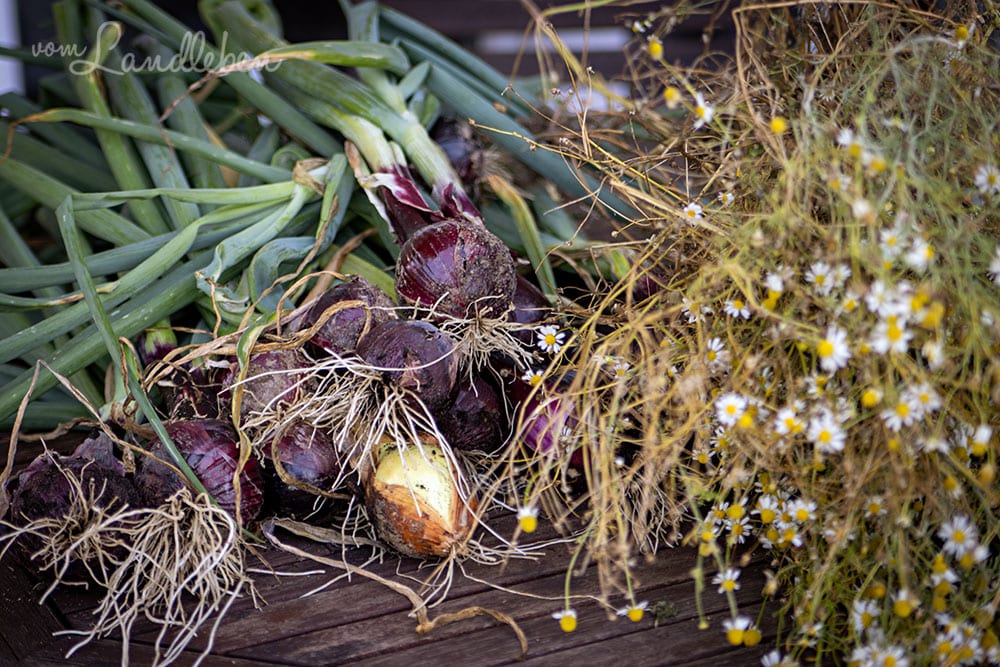 Zwiebelernte