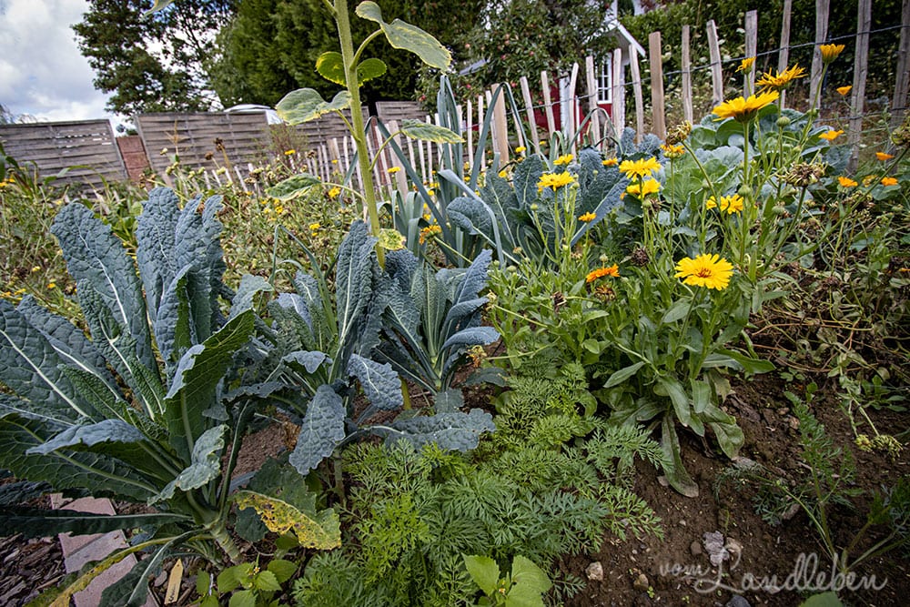 Bauerngarten im August 2020