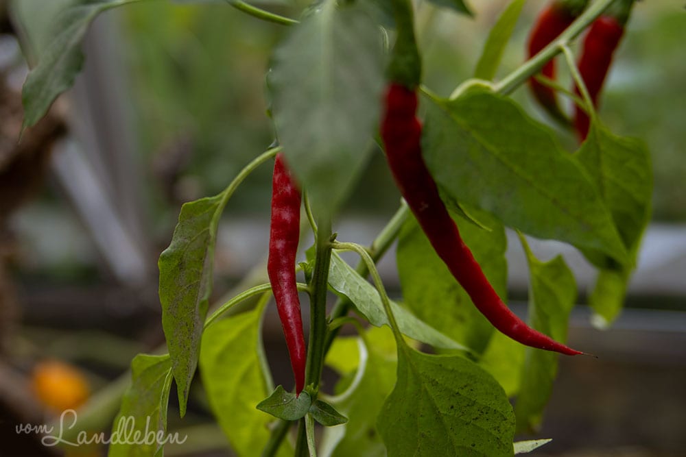 Chilis