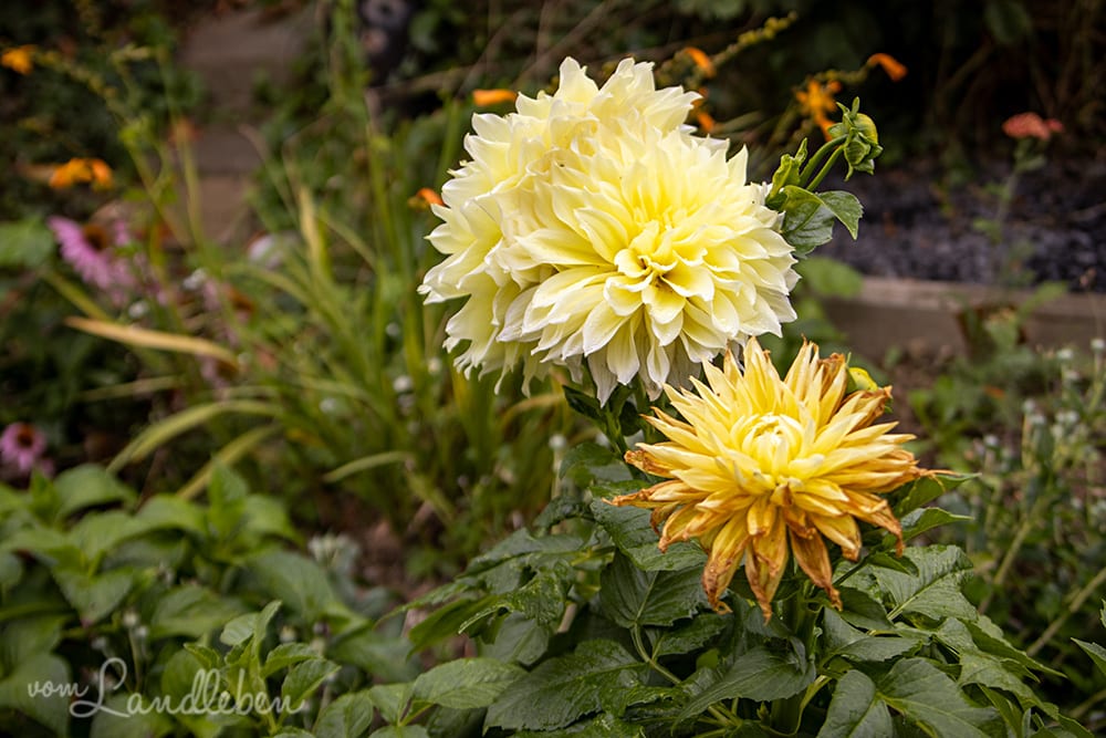 Dahlien
